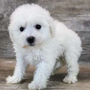 Bichon Frise 6771