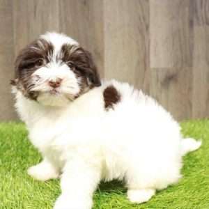 Havanese 5577