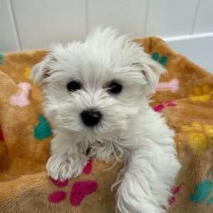 Maltese 4907