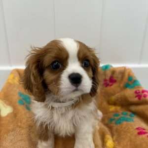 Cavalier King Charles Spaniel