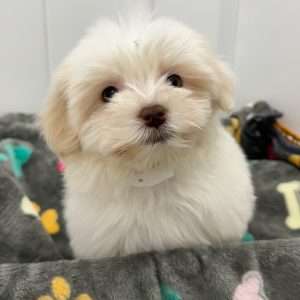 Havanese 5572
