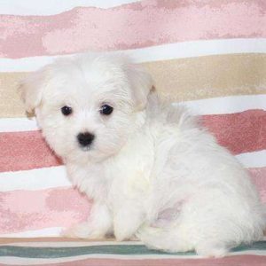 Maltese 5819