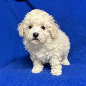 Poodle 0626