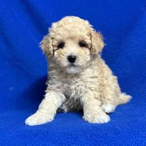 Poodle 0629