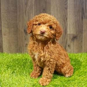 Poodle 8072