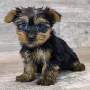 Silky Terrier 5494
