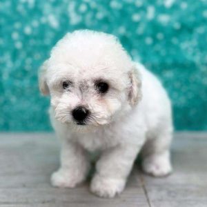 Bichon Frise 2588