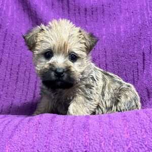 Cairn Terrier 0513