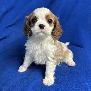 Cavalier King Charles 0515
