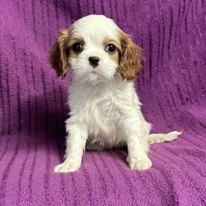Cavalier King Charles 0518