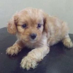 Cavapoo 7431