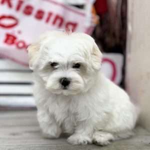Maltese 2461