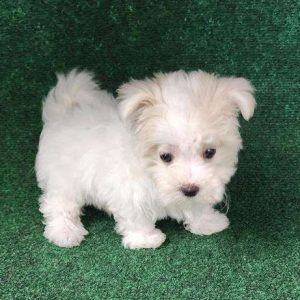 Maltese 5587