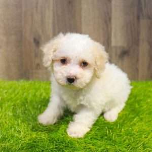 Maltipoo 3111