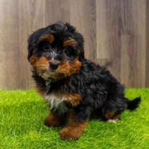 Mini Bernedoodle 3678