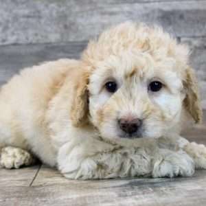 Mini Goldendoodle 2360