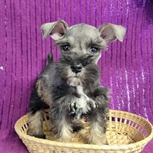 Miniature Schnauzer 1086