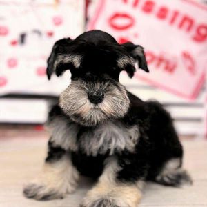 Miniature Schnauzer 2392