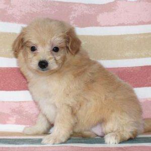 Pomapoo 4904