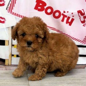 Poodle 2570