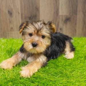 Yorkshire Terrier 4791