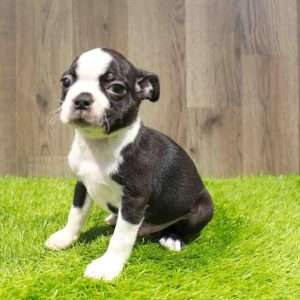 Boston Terrier 2246