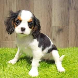 Cavalier King Charles 2109