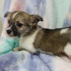 Chinese Crested 6976