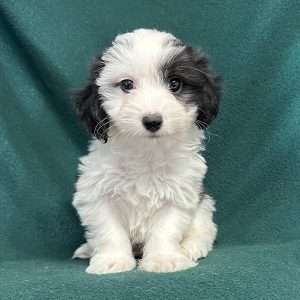 Coton De Tulear 0698