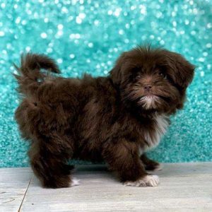 Havanese 3236