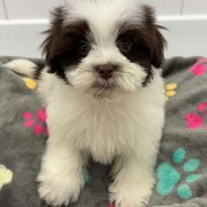 Havanese 5422