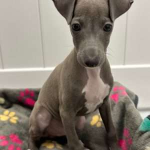 Italian Greyhound 9539