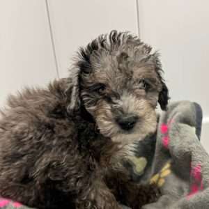Mini Poodle 2363