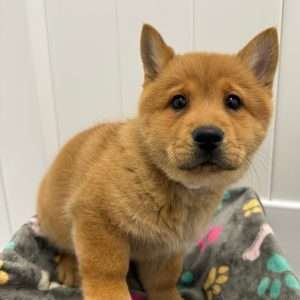 Chow/Pembroke Welsh Corgi 3207