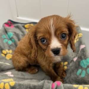 Cavalier King Charles Spaniel 2376