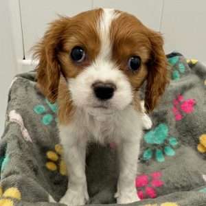 Cavalier King Charles Spaniel 2595