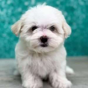 Maltese 3035