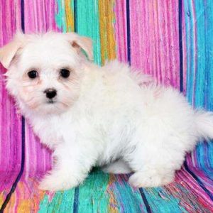 Maltese 5830