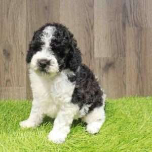Poodle 2114