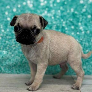 Pug 3202