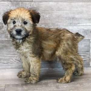 Soft Coated Wheaten Terrier 6221