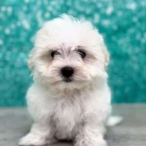 Maltese 3022