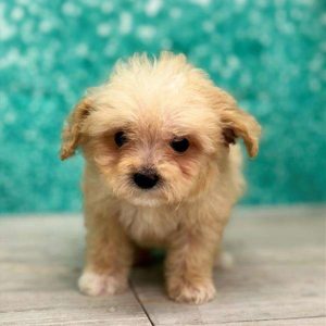 Maltipoo 3324