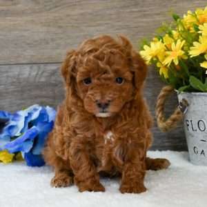 Mini Poodle 8233