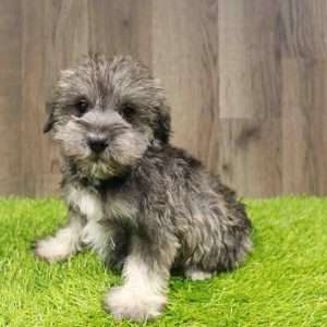 Miniature Schnauzer 1915