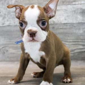 Boston Terrier 5400