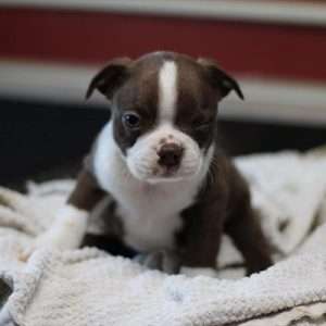 Boston Terrier 9469