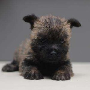 Cairn Terrier 9608