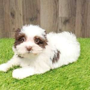 Havanese 8580