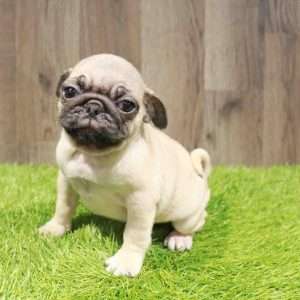 Pug 9585